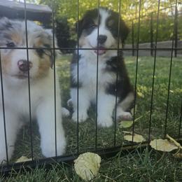 Australian Shepherd Puppies from Full Throttle Australian Shepherds