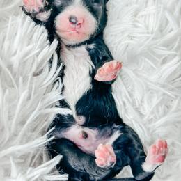 Boy 4 - Black and white male Bernedoodle puppy in Otisville, Michigan from Danie’s Darling Doodles LLC