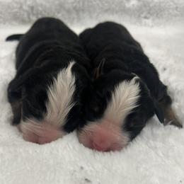 Male 1 - Black rust and white male Bernese Mountain Dog puppy in Flat Rock, Illinois from Corner Stone Bernese Mountain Dogs