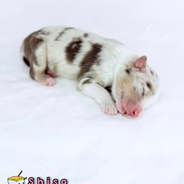 Shiso - Red merle female Australian Shepherd puppy in Jonesborough, Tennessee from Lotus Australian Shepherds