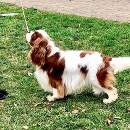 Cavalier King Charles Spaniel Puppies from Bella Fleur Cavaliers