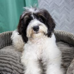 Brûlée - intermediate trained - Tri-color male Bernedoodle puppy in Youngstown, Florida from Wonderland’s Boujie Kennels