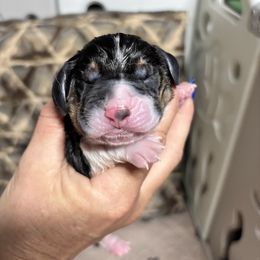 Rocco - Black brown and white male Basset Hound puppy in Manton, Michigan from BeckysBassets