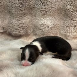 Boy 3 - male Australian Shepherd puppy in Greenville, South Carolina from Elusive Australian Shepherds