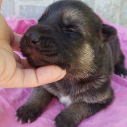 Girl 2 - Black and red female German Shepherd puppy in Mccool Junction, Nebraska from Sininger Lagoon
