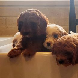 Cavapoo and Poodle Puppies from Salt Creek Doodles
