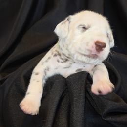 Girl 5 - female Dalmatian puppy in Spring Branch, Texas from D'vine Dalmatians