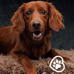 Gus - Companion Cross