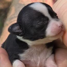 Girl 2 - Black and white female Chihuahua puppy in East Camden, Arkansas from RoyAl