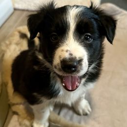 Snap - Black and white male Border Collie puppy in Bloomingdale, New Jersey from Epic Borders