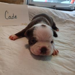 Cade - Red male Boston Terrier puppy in Headland, Alabama from Crystal Carlisle's Boston Terriers