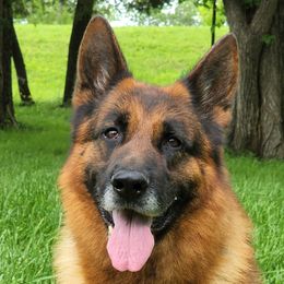 Faro - German Shepherd