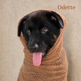 Odette - Black and cream female German Shepherd puppy in De Land, Florida from 3B’s Animal Artistry
