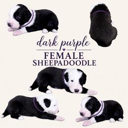 Girl 1 - Black and white female Sheepadoodle puppy in Mesa, Arizona from Desert Sheepies and Doodles