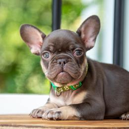 Belgian Malinois and French Bulldog Puppies from Hershel's