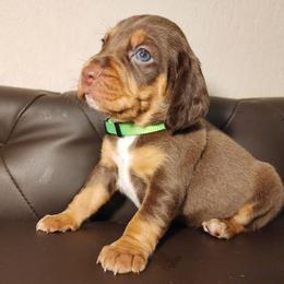 Brady (Lime Green collar) - Brown white and tan male Beagle puppy in Bois D Arc, Missouri from Country Home Pets and Farm