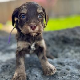 Missy1 (Mississippi) - female Golden Mountain Doodle puppy in Twin Falls, Idaho from Magic Valley Family Doodles