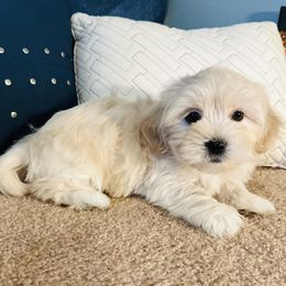 Shichon Puppies from Great Lakes Teddy Bear Dogs