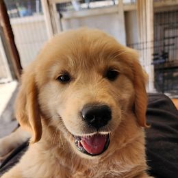 Golden Retriever puppies from Heart and Soul Dog Breeding, Inc.