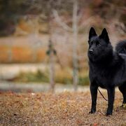 Schipperkes from Seaimpini Schipperkes