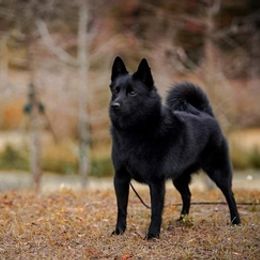 Schipperkes from Seaimpini Schipperkes