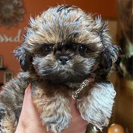 Guppy - Red and white male Shih Tzu puppy in Nekoosa, Wisconsin from Brox Acres House of Fur LLC