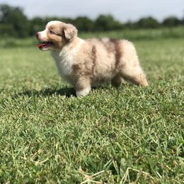 Aussiedoodle, French Bulldog, and Toy Australian Shepherd Puppies from Desert Dreamcatcher Ranch