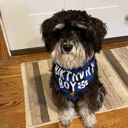 Miniature Schnauzer Puppies from A'Lord Miniature Schnauzer