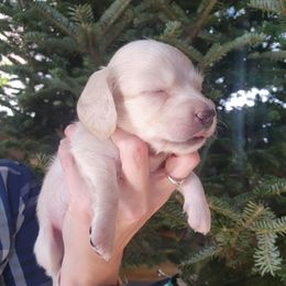 Red Girl - Feta - Cream female Dachshund puppy in Madison, Wisconsin from CC's Dachshunds