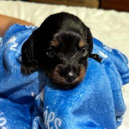 Mario - Brindle male Dachshund puppy in El Dorado, Arkansas from LovelylilDoxies