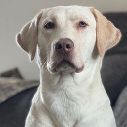 Gretchen - Labrador Retriever