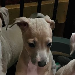 Kimmy fawn boy - Blue fawn male Italian Greyhound puppy in Phillips, Maine from Maplewood Italian Greyhounds