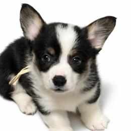 White collar - Black and tan male Pembroke Welsh Corgi puppy in Poulsbo, Washington from Central Valley kennel