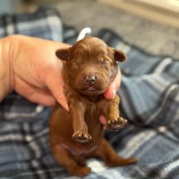 Chase - Red  male Goldendoodle puppy in Wharton, Texas from Little Fur Friends
