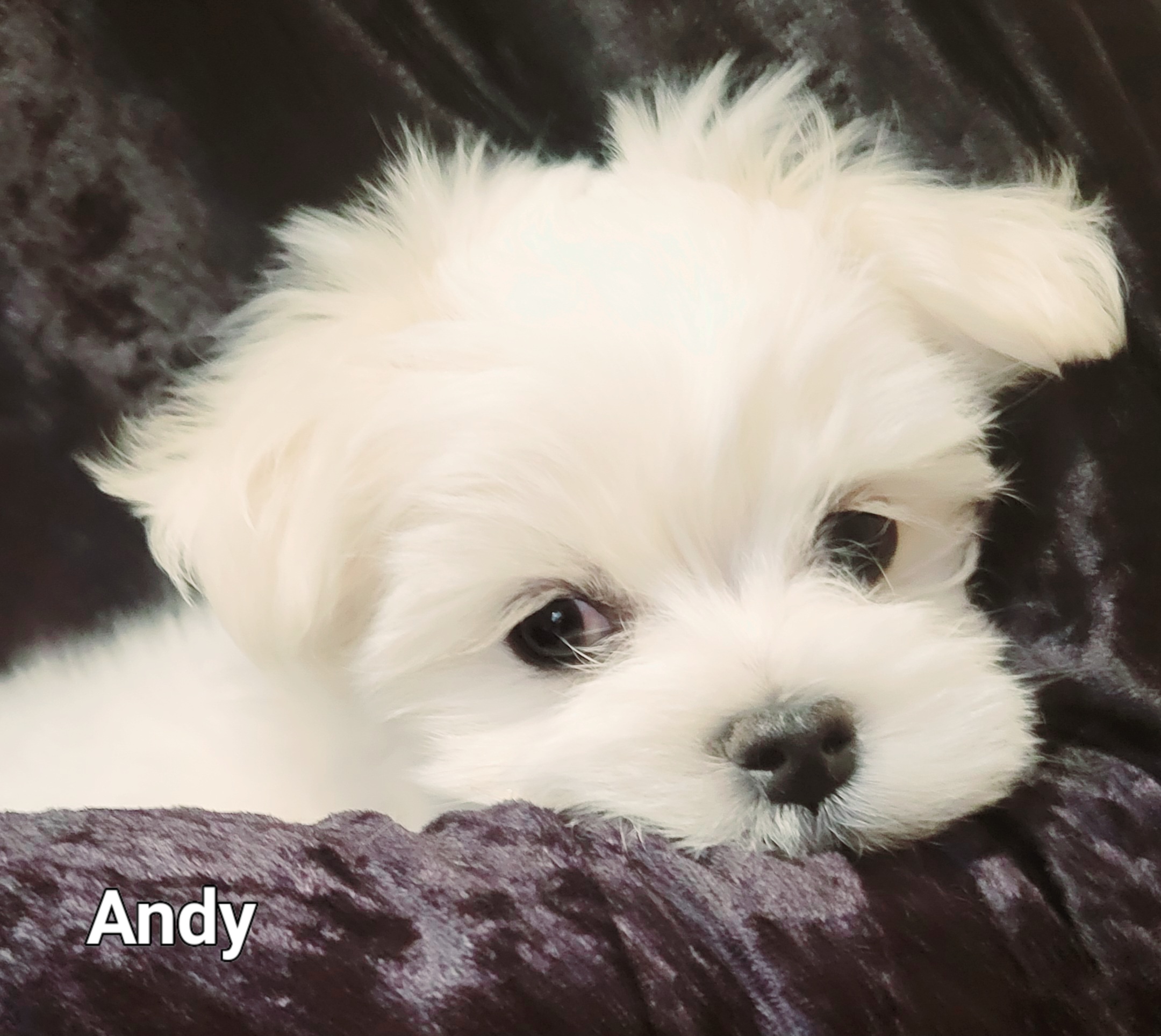 Andy - White Maltese puppy in Kane, Pennsylvania from Emerald Maltese