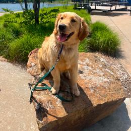 Treble - Golden female Golden Retriever puppy in Tulsa, Oklahoma from Enchanted Goldens