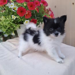 Pomeranian Puppies from Tonia's Pomeranians