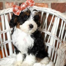 Marmee - Tri-color female Bernedoodle puppy in Snohomish, Washington from Refined Doodles