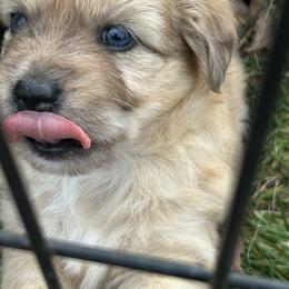 Aspinwall de La Rive - Fawn merle male Pyrenean Shepherd puppy in Ripley, Ohio from La Rive Pyr Sheps LLC