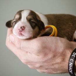 Loaf - Sable female Pembroke Welsh Corgi puppy in South Otselic, New York from Ridge Top Corgis