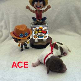 Ace - Piebald male Dachshund puppy in Las Piedras from New Empire Kennels