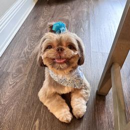 Kyto - Shih Tzu