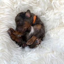 Cooper - Merle male Goldendoodle puppy in Spokane, Washington from Goldendoodles on the Prairie