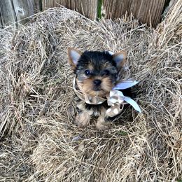 Yorkshire Terrier Puppies from Bluff City Yorkies
