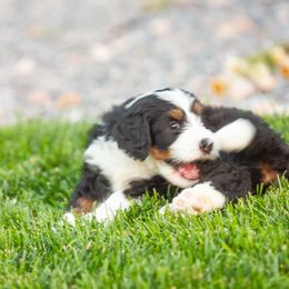 Bernedoodle and Goldendoodle Puppies from Sunnydoodle Utah