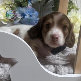 Jose' - Piebald male Dachshund puppy in Fayetteville, West Virginia from Loop Creek Dachshunds