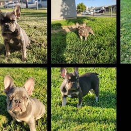 French Bulldog puppies from RPA