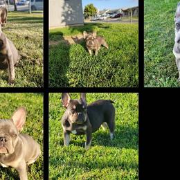 French Bulldog puppies from RPA