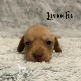 London Fog - Cream female Dachshund puppy in Rainier, Oregon from Doxies in Wonderland