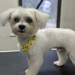 Oliver - Maltese